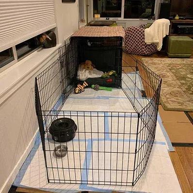 How to Crate Train a Dog Image