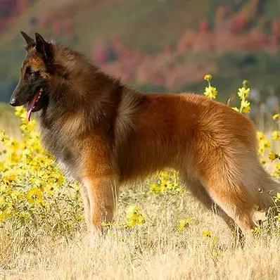 Belgian Tervuren Image