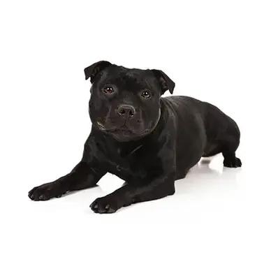 Staffordshire Bull Terrier Image