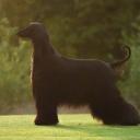 Afghan Hound Dog