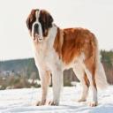 Saint Bernard Photo