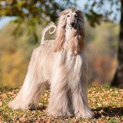 Afghan Hound Dog Image