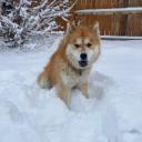 Chusky Dog Breed