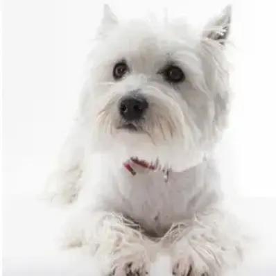 West Highland White Terrier Image