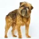 Brussels Griffon Dog Breed