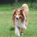 Collie Dog Breed