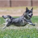 Swedish Vallhund photo