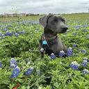 Blue Lacy