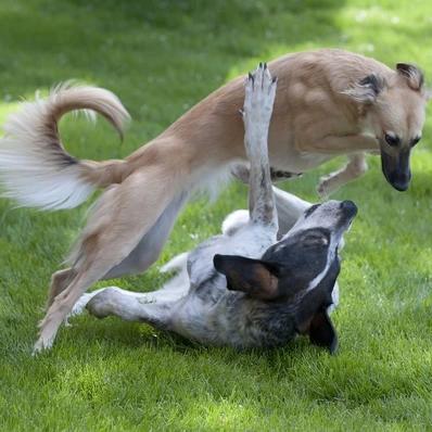 Silken Windhound Image