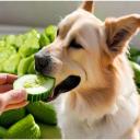 Can Dogs Eat Cucumbers-2