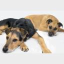 Two Black Mouth Cur Dogs