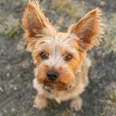 Cesky Terrier Photo