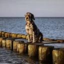 Bergamasco Sheepdog Breed Photo