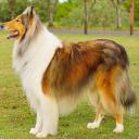 Collie Dog