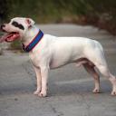 American Staffordshire Terrier Dog Photo