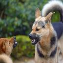 Rabies in Dogs-3