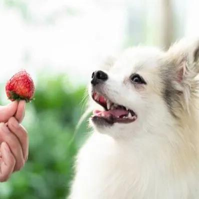 Can Dogs Eat Strawberries? Image