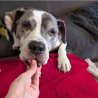 Can Dogs Eat Blueberries? Image