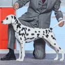 Dalmatian In dog show