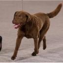 Chesapeake Bay Retriever