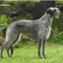 Scottish Deerhound