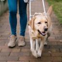 How to Train a Service Dog-1