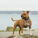 Staffordshire Bull Terrier Dog