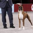 Boxer in dog show