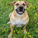 Boerboel Dog Breed