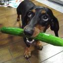 Can Dogs Eat Cucumbers