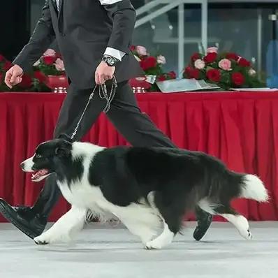 Border Collie Image