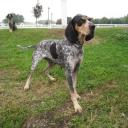 Bluetick Coonhound Dog Breed