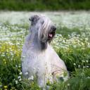 Soft-Coated Wheaten Terrier