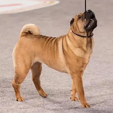 Chinese Shar-Pei Image