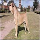 Boerboel Photo