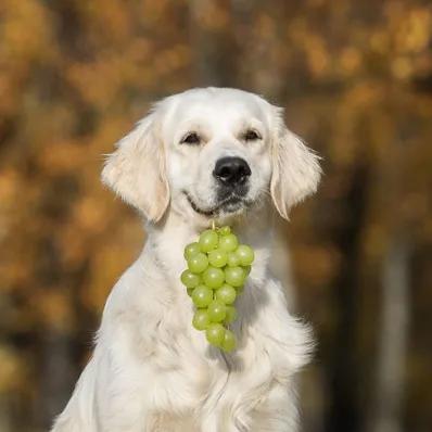 Can Dogs Eat Grapes? Image