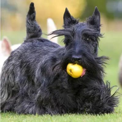 Can Dogs Eat Apples Safely? Image