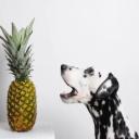 Can Dogs Eat Pineapple-2