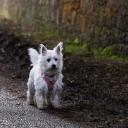 West Highland White Terrier Dog