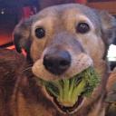 Can Dogs Eat Broccoli-2