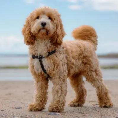 Cockapoo Image