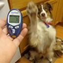 Diabetes in Dogs-1