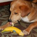 can dogs eat bananas-2