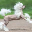 Chinese Crested Photo