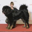 Tibetan Mastiff Dog Breed