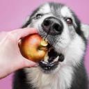 can dogs eat apples-1