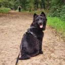 Swedish Lapphund dog