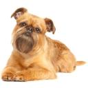 Brussels Griffon