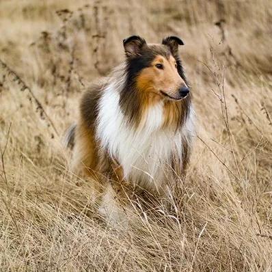 Collie Image