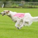 Borzoi Photo